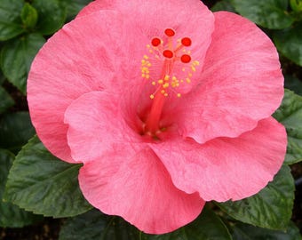 Tye Dye Wind Wide Hardy Hibiscus Live Plants