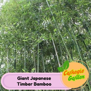 50 Giant Japanese Timber Bamboo Seeds Privacy Garden Climbing Exotic Seeds