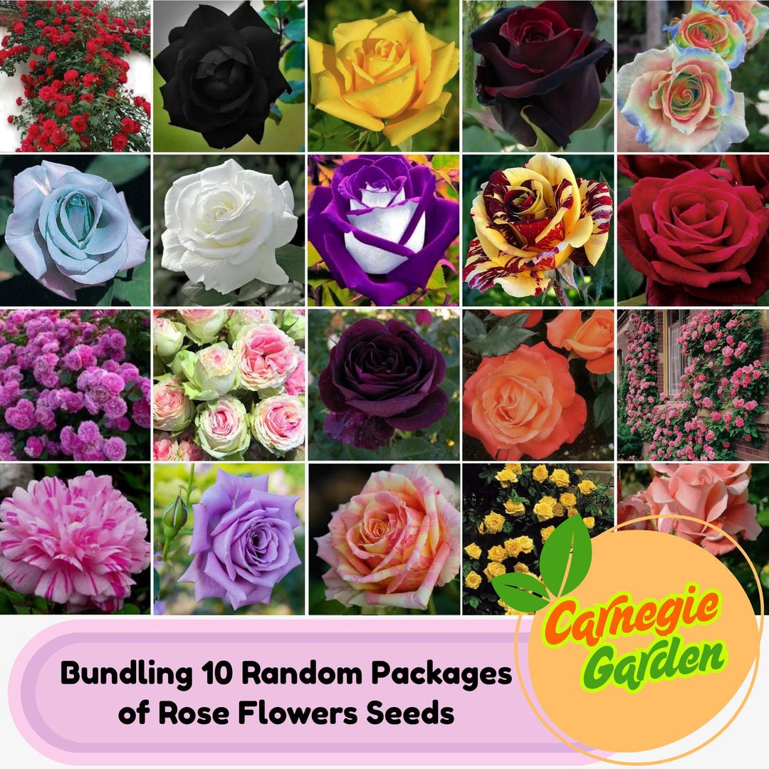 100 Rose Seeds: 10-pack Random Rare Colorful Garden Roses - Etsy