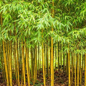 May include: A dense grove of bamboo with tall, yellow-green stalks and vibrant green leaves. The image showcases a natural, lush environment, with the bamboo stalks creating a vertical pattern. The leaves are clustered at the top, creating a canopy.