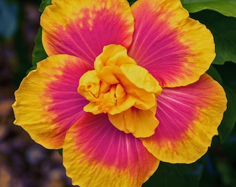 20 Double Pink Orange Hibiscus Seeds Flower Flowers Seed Perennial