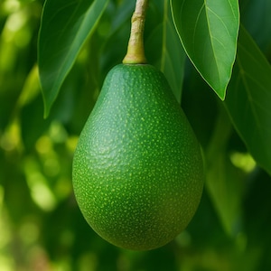 May include: A close-up of a ripe, green avocado hanging from a tree branch. The avocado has a textured skin and is surrounded by green leaves. The background is blurred, creating a focus on the fruit.