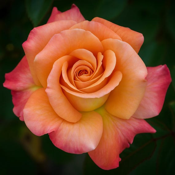 Orange-pink Arizona Rose Live Plants - Vibrant and Hardy Blooms - Etsy