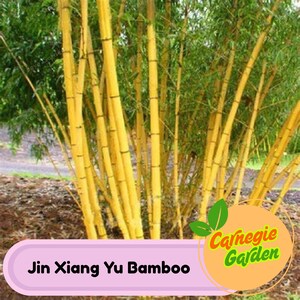 50 Jin Xiang Yu Bamboo Seeds Privacy Garden Clumping Exotic Seeds