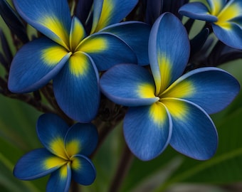 Könnte beinhalten: Nahaufnahme von leuchtend blauen Plumeria-Blüten mit leuchtend gelben Zentren. Die Blütenblätter sind tiefblau und gehen im Kern in Gelb über. Die Blüten stehen in voller Blüte und zeigen ihre zarte Schönheit vor einem verschwommenen grünen Hintergrund.