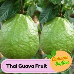 Thai Guavas - Exotic Tropical Fruit Trees for Your Garden