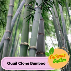 50 Quail Clone Bamboo Seeds Privacy Garden Clumping Exotic Seeds