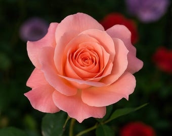 Miniature Pink Rose Live Plant: Compact Patio Rose, Continuous Blooming