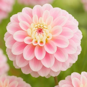 25 Fluffles Dahlia Flower Seeds: Rare Colorful Perennial Blooms