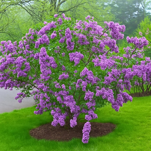 25 Lilac Sunday Lilac Tree Fragrant Hardy Perennial Flowers Seeds