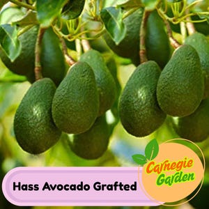 Premium Hass Avocado Grafted Plant - Healthy and Established