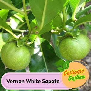 Vernon White Sapote Tree – Live Tropical Fruit Tree, Creamy Sweet Flavor, Grafted Plant for Home Orchards, Rare Exotic Variety