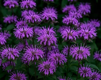 May include: Close-up of vibrant purple bee balm flowers in full bloom. The flowers have a spiky, pom-pom-like appearance, with dark green leaves and stems. The image showcases a cluster of these beautiful, eye-catching flowers.