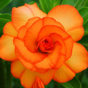 May include: Close-up of a vibrant orange flower with layered petals. The flower's center is a deep red, and the petals transition from orange to a lighter shade. Green leaves provide a contrasting background.