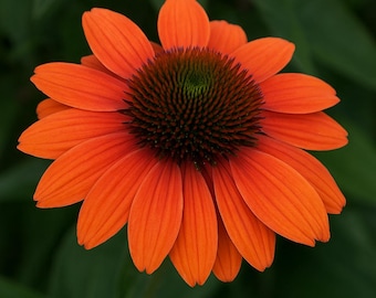 50 Hot Coral Coneflower Seeds: Echinacea Perennial Flower