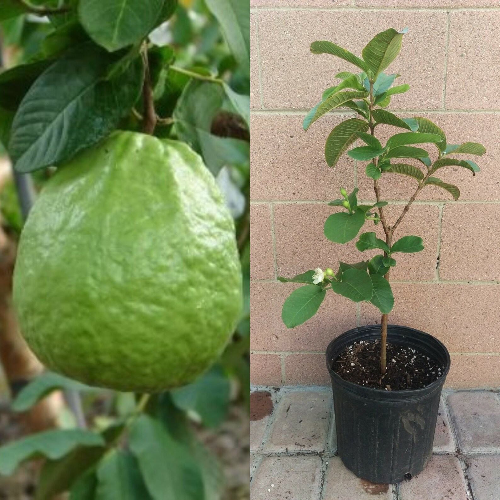 Thai Guavas Tropical Fruit Trees CNG06 | Etsy