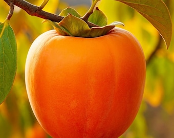 Hachiya Japanese Persimmon Tree: Cold Hardy, Sweet Astringent Fruit