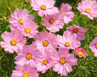 Apricotta Cosmos Flower Seeds - Peach, Pink Annual Blooms