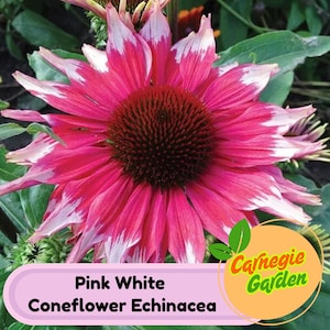 50 Organic Pink White Echinacea Seeds - Heirloom Coneflower Seeds