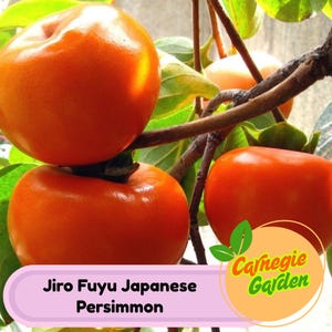 Jiro Fuyu Persimmon Tree: Live Japanese Fruit Tree, Non-Astringent
