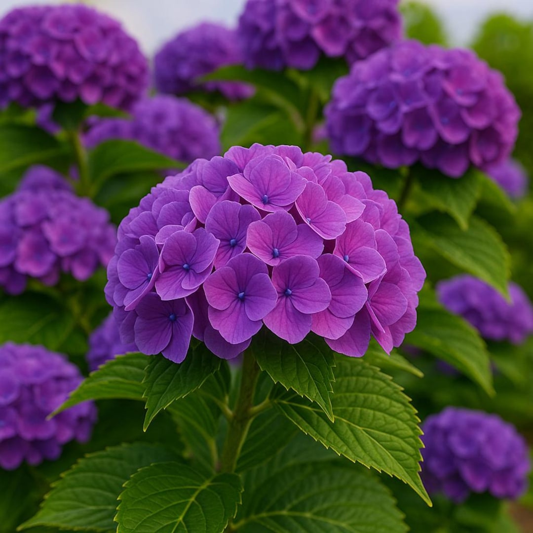 5 Dark Purple Hydrangea Hardy Garden Shrub Bloom Perennial Flowers