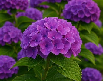 5 semillas de hortensia morada oscura, arbusto resistente de jardín, flores perennes.