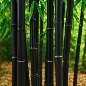 50 Timor Black Bamboo Privacy Garden Clumping Exotic Seeds