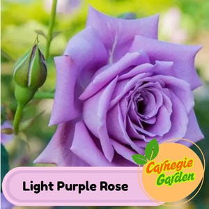 10 Rose Flower Seeds BW96107 - Etsy