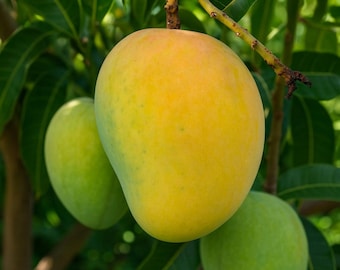 Mango Tree (Alphonso Variety): Grafted Plant Fruit Tree