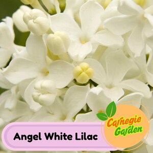 Early Blooming Angel White Lilac Seeds – Heirloom Shrub, Fragrant and Beautiful Blooms, Early Spring Flowering | 25 Seeds