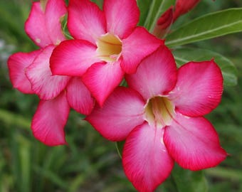 Pink Taiwan Adenium Obesum Desert Rose Live Plant