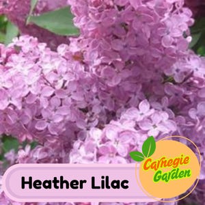 Early Blooming Heather Lilac Seeds – Heirloom Shrub, Fragrant and Beautiful Blooms, Early Spring Flowering | 25 Seeds
