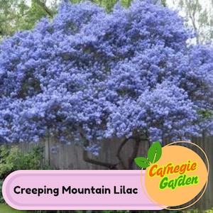Early Blooming Creeping Mountain Lilac Seeds – Heirloom Shrub, Fragrant and Beautiful Blooms, Early Spring Flowering | 25 Seeds
