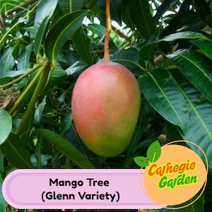 Glenn Mango Tree – Live Tropical Fruit Tree, Sweet Fiberless Mango Variety, Cold Hardy, Grafted Plant for Home Growing