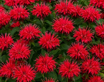 May include: A close-up of vibrant red bee balm flowers in full bloom. The flowers have a spiky, pom-pom-like appearance and are surrounded by green foliage. The image showcases a dense cluster of these eye-catching blooms.