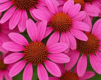 Bright Star Echinacea Seeds: 50 Perennial Coneflower Flower Seeds