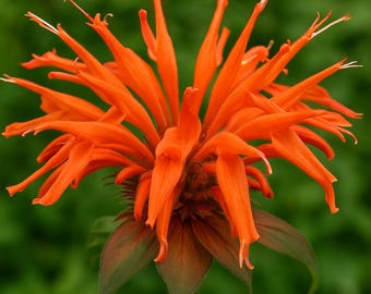Orange Bee Balm Seeds: Hummingbird Magnet Perennial Flower (100 Seeds)