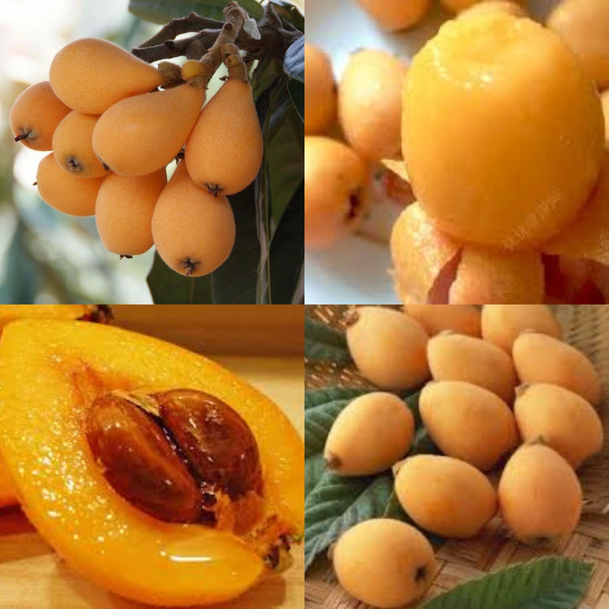 Loquat Gold Nugget Varieties Tropical Fruit Tree CNG06 Etsy