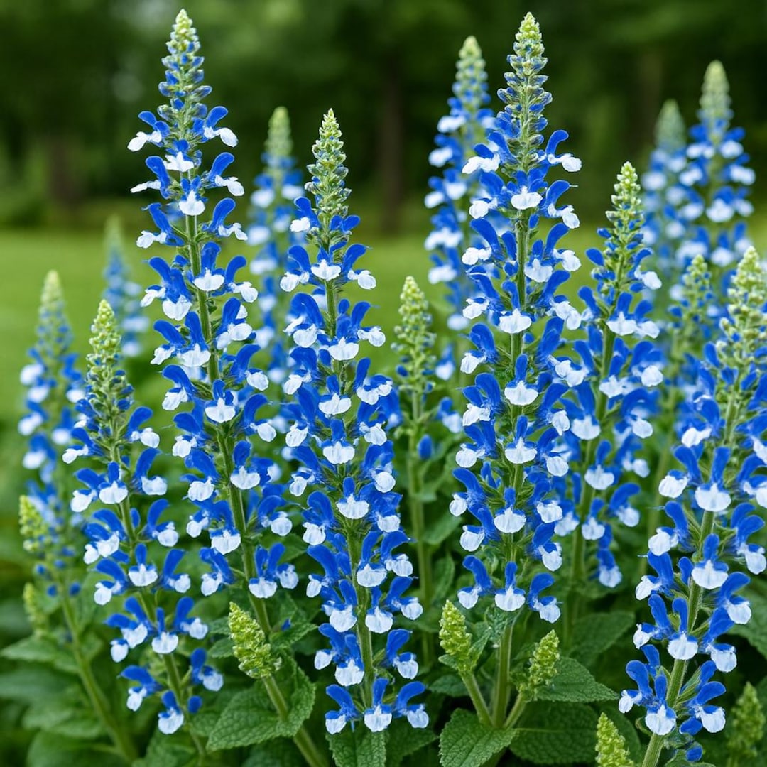 50 Azure Snow Salvia Hummingbird Perennial Flowers Seeds - Etsy