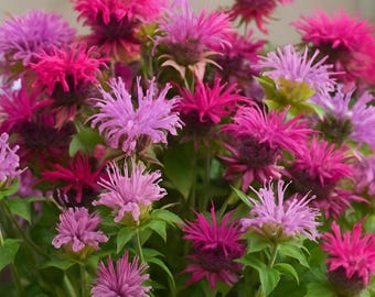 May include: A vibrant bouquet of bee balm flowers in shades of pink, magenta, and purple. The spiky, pom-pom-like blooms are surrounded by green foliage. The flowers are in various stages of bloom, creating a dynamic display.