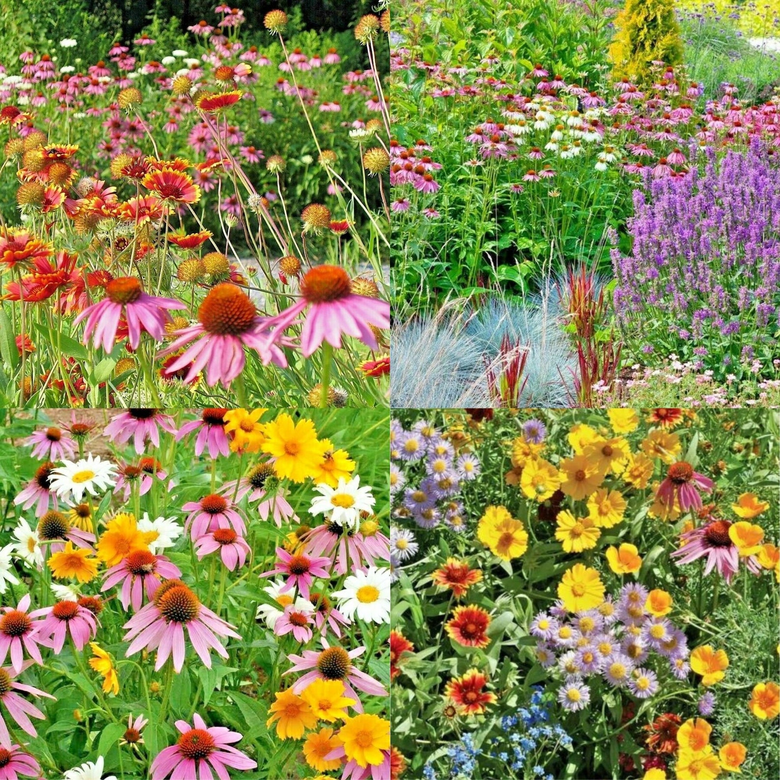 All Perennial Wildflower Mix Seeds Get 2000 Seeds CNG10 Etsy