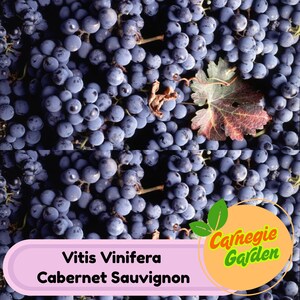 5 Wine Grape Vitis Vinifera Cabernet Sauvignon Seeds