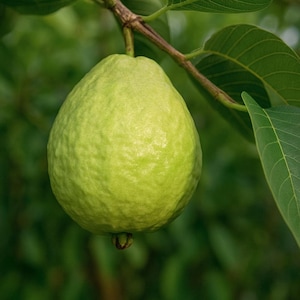 White Guava Tropical Fruit Tree - Exotic Edible Plant for Home Gardening