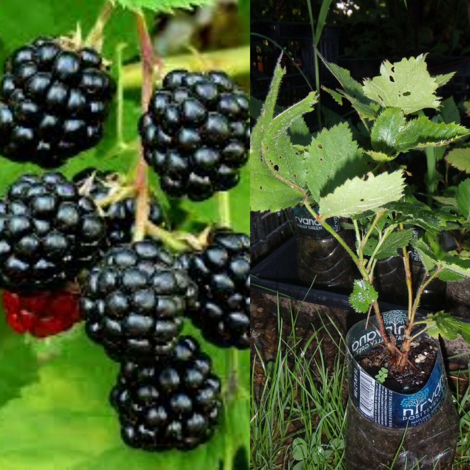Apache Blackberry Rubus Fruit Tree For Planting Get 1 Year Etsy