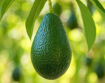 Grafted Hass Avocado Plant – Fast Fruiting, Self-Pollinating