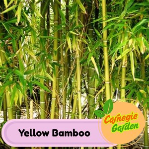 50 Yellow Bamboo Seeds Privacy Garden Clumping Exotic Seeds