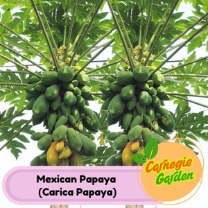 Live Mexican Papaya Tree: Fast-Growing Tropical Fruit Plant