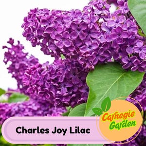 Early Blooming Charles Joy Lilac Seeds – Heirloom Shrub, Fragrant and Beautiful Blooms, Early Spring Flowering | 25 Seeds