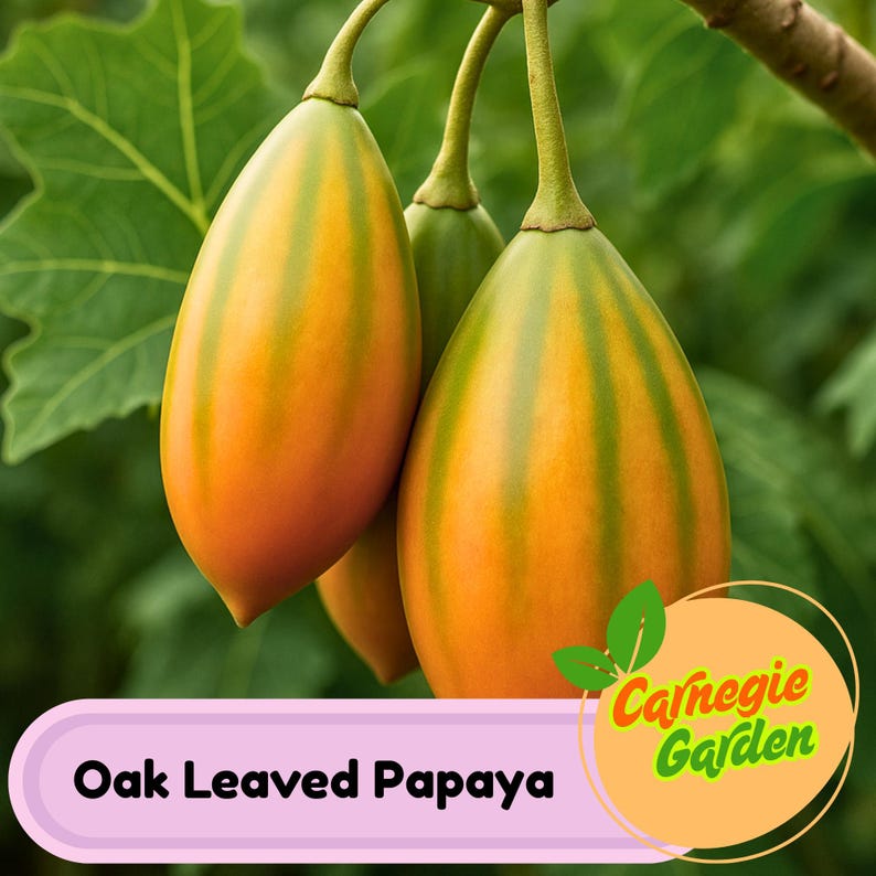 K&ouml;nnte beinhalten: Nahaufnahme von drei eichenbl&auml;ttrigen Papayas, die ihre orange und gr&uuml;n gestreifte Schale zeigen. Die Fr&uuml;chte h&auml;ngen an gr&uuml;nen Stielen vor einem Hintergrund aus gr&uuml;nen Bl&auml;ttern. Der Text "Oak Leaved Papaya" und "Carnegie Garden" ist enthalten.