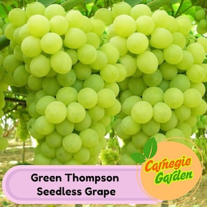 Live Thompson Seedless Grape Vine Tree - Fast Growing Variety
